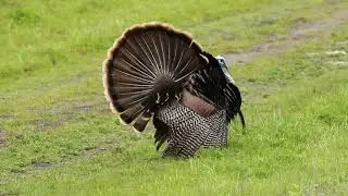 More Wild Turkey Drumming!