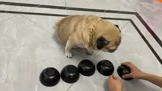 👍👍 Funny and Cute Pug Puppies #Funny puppy #Pug #ลูกสุนัขตลก #1