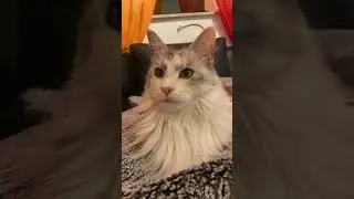 Magical Moments of an expressive cat face