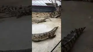 How crocodiles are raised on farms #shorts #crocodiles