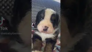 #bernesemountaindogs #berner #puppy