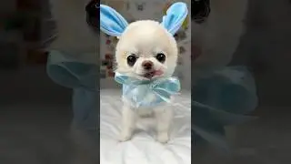 How cute is this tiny Easter bunny Cedric? 🐰