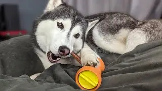Что грызут мои собаки?