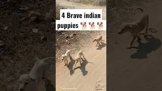 4 Brave Indian puppies | dogs mania | dog videos 2023 #shorts #dog #viral