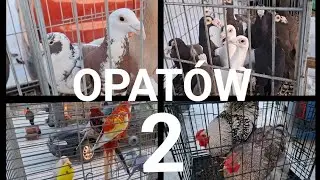 TARG OPATÓW 18.01.2026 CZĘŚĆ 2 (#gołębie #króliki,#kury) #pigeon #birds #ptaki 