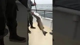What&rsquo;s That Hanging Out of Its Mouth? 🤯 (White Seabass Mystery!)