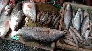 Malda fish market malda rothbadi