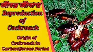 Reproduction of Cockroach, origin of cockroach,feeding, Ootheca, Living fossil, stink gland,
