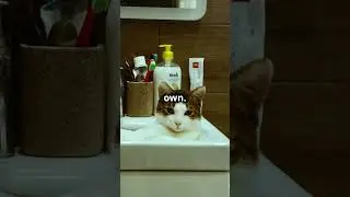 5 Hidden Talents of Cats That Will Blow Your Mind!
