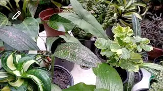 PLANTAS PEQUENAS. Mimos Que Encantam!