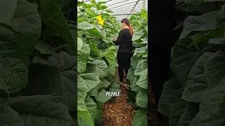 The process of producing cucumber in large quantity in Thailand🥒🤯#farming