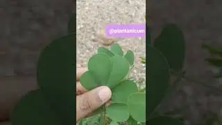 Leaf shape: Obovate. ; Leaf Apex: Obtuse #angiospermicplant #nature #plant #leaf