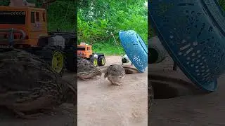 The Best Unique Quail Trap: RC Car and Bottle Collaboration! You Can Try This Way #ytshorts #shorts