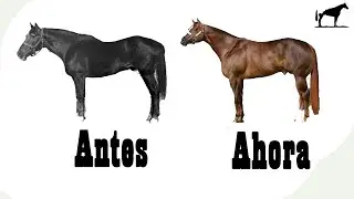 Así Se Veían Estas Razas De Caballos Hace 50 Años (Muchas Ya No Se Parecen)  🐴-Del Cerro Soy