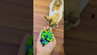 Satisfying Cat 🌈 ASMR Reverse Beads Moment | Meow fun tv #satisfying #cuteanimal #cute #cutecat #cat