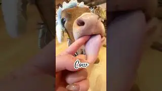 Make friends with cows #fyp #youtubeshorts #pets #cow #animals #cute