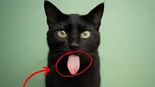 Cat Tongue Mysteries: What Makes It So Special?
