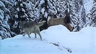 Wolf attacks Elk - Lone Wolf bluffs attack on two spike Elk in North Idaho
