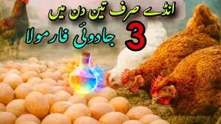 Hen Not Laying Eggs Solution | 3 Din Ka Desi Formula | Poultry Pakistan