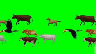 cow waking video animals stampede video 2025 new tiger running video 4k