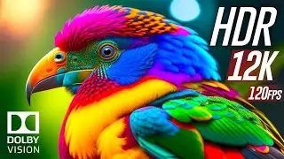 Beautiful Birds! 4k video/Relaxing music with wildview 4k tv 🐦🦆