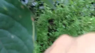 Release a measuring worm