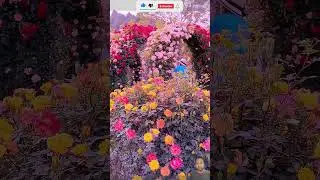 spring flower🌷⚔️ | flowers 4k🌷🦋 #rosegarden 🌴🌲 #flowersgardentour #loveflower #shorts