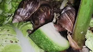 Snail and Baby Newborn Eating Wax Gourd in The Garden at Night‼️