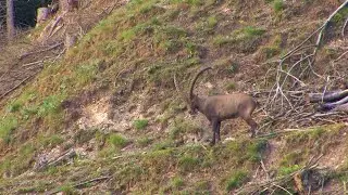 Aguardos alpinos a los ibex austriacos