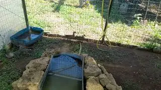 COPPIA DI ANATRE MANDARINE E COPPIA DI ALZAVOLE BRASILIANE