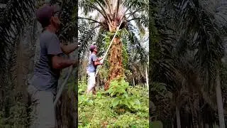 Harvesting palm oil is easy and fast if the sickle is sharp