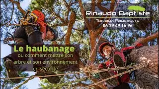🌳 Haubanage d&rsquo;un pin &agrave; tronc double &ndash; Avec Baptiste Rinaudo