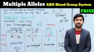 ABO blood group system and Multiple alleles class 12 by irtisam biology