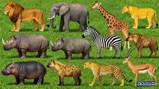 Cute Animal Moments Compilation | Funny & Adorable Cow, Cat, Sheep, Dog, Chicken #cuteanimals