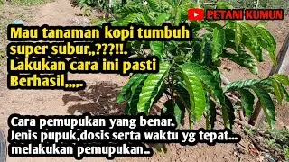 Cara pemupukan kopi yang benar,agar tumbuh subur dan berbuah lebat