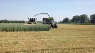 Gruppo Pea (2015): trinciatura triticale