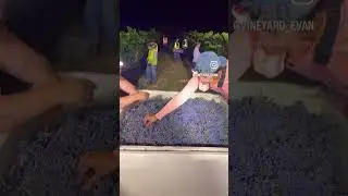 Harvesting Cabernet Sauvignon at Loyal Valley Vineyards. #texaswine #texas #texastodo