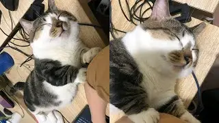 Funny Moments of Cats | Funny Video Compilation - Synth Groove Part 81