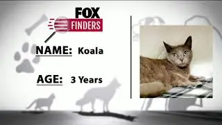 FOX Finders Pet Finder - Koala