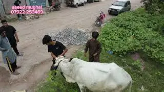 azad kashmir /Asam Ali sb shamas ulhaq sb  qurbani sedpar