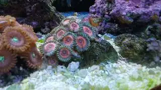 Pink Zipper Zoanthids