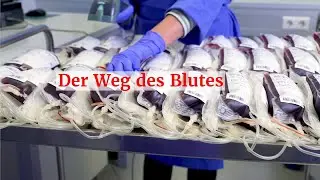 Der Weg des Blutes