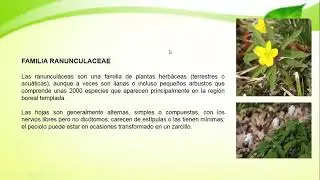 Orden Ranunculales