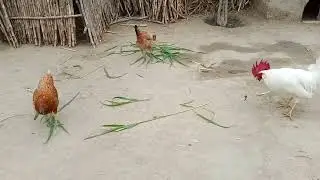 Rooster Crowing Compilation Plus - Rooster crowing sounds Effect 2025