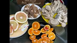 Стрелиция, дегустация цитрусов, урожай грибов шиитаке и вешенки