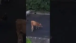 Mother's ❤️ is priceless❣️ #love #mother #cow #calf #motherhood #nature #rain #life #god #newvideo