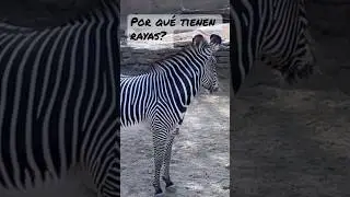 Las Rayas de las #Cebras Enga&ntilde;an&hellip;￼??!!