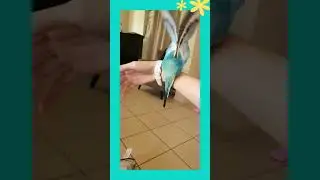 Bird flapping to stabilise himself (slow mo) - Cookie the budgie