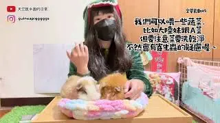 「天竺鼠米圓的日常」天竺鼠飼養知識大公開！天竺鼠其實沒有你想像的好養！你可能在飼養上會遇到的問題及疾病解析！（上）
