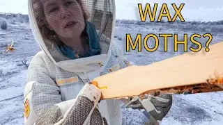 The First Sign Wax Moths Are Taking Over a Hive